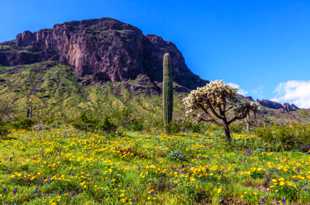 Picacho Peak-6317.jpg